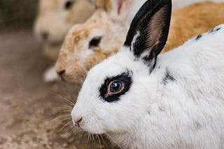 Four rabbits in profile,  of varying colors, eye the camera warily.