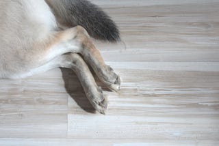 Dog Hair Loss on Tail: Causes, Treatments, and Prevention