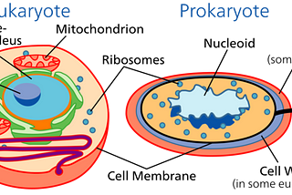 The facts about cells