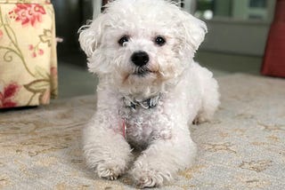 This Bichon has been trained to sniff out AI