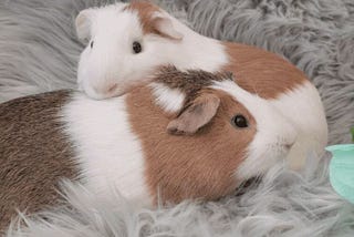 Why Ritz Crackers Are A Treat Your Guinea Pig Should Avoid