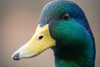 It’s Never “Just a Mallard”