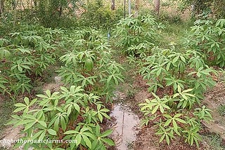 How do you apply organic fertilizer Tapioca plants?