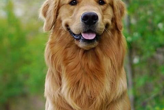 Top 3 Dog Breeds You Should Buy for Your Kids