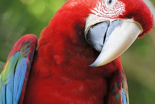 Parrots, Plumbers and Private Places