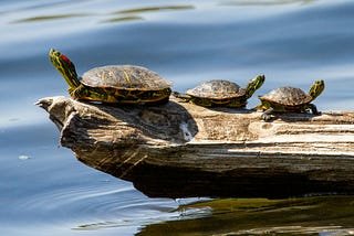 three turtles on a log in the water, feeling the sunshine