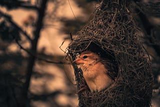 Nest