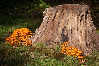 Hugelkultur — The Art of Composting Felled Trees