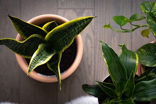 8 Types of Snake Plant Varieties to Grow Indoors