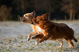 6 Fun Games to Play With Your Dog This Summer
