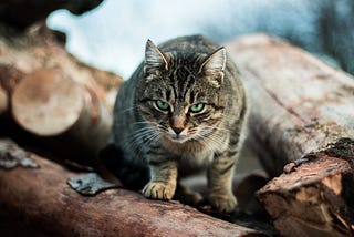 Logs in foreground, and the background is blurry, but could be in a forest. A cat stands front and center on the front log. Cat has its no-nonsense stalking face on, and has taken what was undoubtedly a very silent and menacing step towards the photographer. Does not look like it’s seeking treats or pets. Does look like the photographer should seriously think about skedaddling. Are there kittens behind? Your guess is as good as mine.