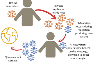 COVID-19 Variants: Where did they come from, where did they go?