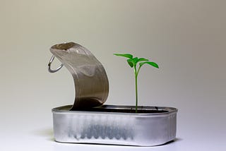 seedling growing from a bed of dirt in a sardine can