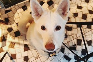 Dog Pawrenting and Practical Tools for Life