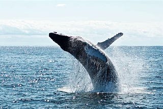 Top 5 Best Time Of Year To See Whales In Boston