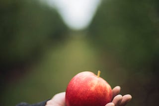 Foreground: A honeycrisp apple in an outstretched hand. Background: The blurred row of a green orchard. Photo by Kari Shea on Unsplash.