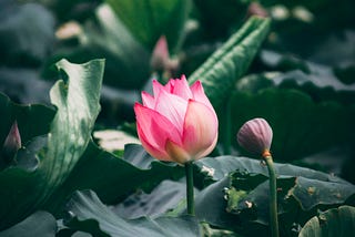 Grow Like the Lotus Flower