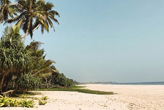 holiday, summer, palm trees