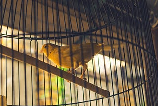 The Untold & Unabridged Truth About Canary M. Bird House