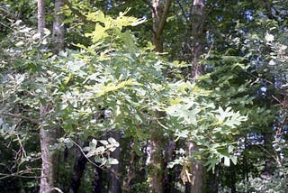 Among the trees * Cindy W. Geary