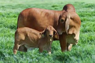 Cattle Farming For Beginners