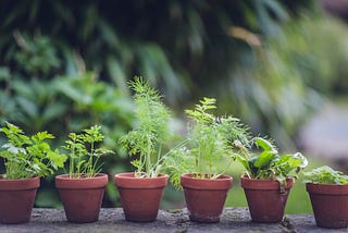 The Easiest Herbs for Beginners