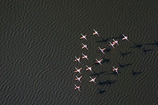 Pink Flamingos Reveal Their Secret To Aging