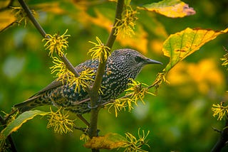 Small bird among yellow leaves