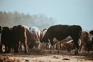 Beef Is What’s For Dinner