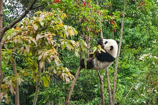Testing relationship fortitude (like a panda)
