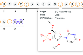 Row of 21 circles representing nucleotides in a modified RNA sequence. Thee circle labeled “U” has a large tooltip underneath with the text “Sugar 2-O-Methylribose”, “Base Uracil”, and “3' Phosphate Phosphate”. The tooltip also contains an image of the chemical structure of the modified nucleotide.