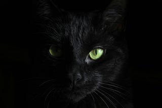 A black cat.