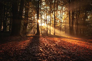 Image of trees in the woods, with the sun shining between the trees and lighting an opening covered with leaves.
