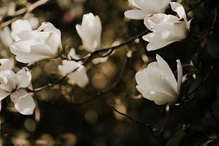 Close up of white magnolia flowers growing on a thin branch.