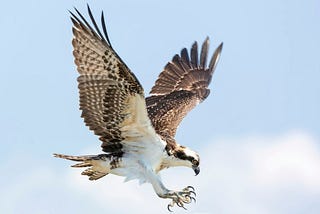 No Design? The Beautiful design of Hawks.