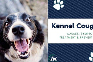 Kennel Cough: Causes, Symptoms, Treatment & Prevention
