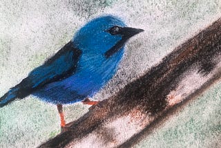 Desenho em pastel oleoso de um pássaro pousado em um galho de árvore visto de lado. O pássaro está em tons de azul royal e preto (bico, olho, queixo, contorno das asas). Pernas e pés em laranja e marrom. Galho em tons de marrom. Fundo de manchas em tons de verde e marrom bem apagados.