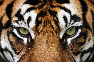 The Tiger’s Misunderstood Intentions: A Tale of Perception and Compassion