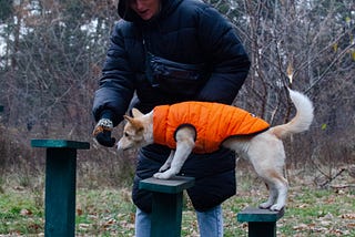 Animals | Training | Body Language | Mindset