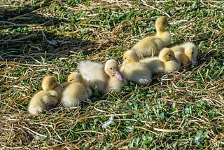 Sometimes, There Are A Lot Of Ducks To Line Up.