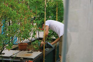 The Rise of Urban Farming: How Cities Are Embracing Agriculture