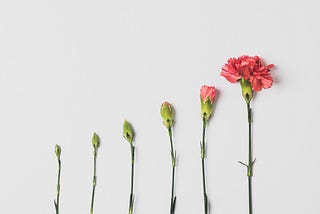 Six pink carnations in various states of bloom, from a small bud on the left to in full bloom on the right