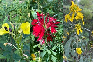 A bouquet of three flowers * Cindy W. Geary