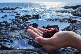 The World’s Mightiest Seaweed — What you need to know