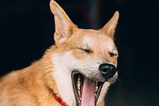 Why do dogs yawn?