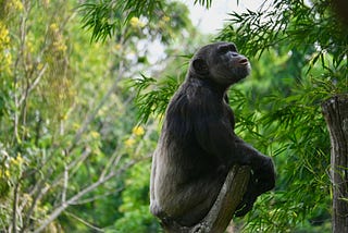 A wild chimpanzee surveying the landscape from a broken treetop branch. Jane Goodall worked tirelessly to preserve their natural habitat and protect them.
