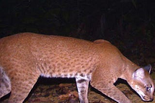 SYNTHESIZING REALISTIC WILDLIFE IMAGES FOR CONSERVATION AND EDUCATION