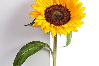 Celebrate Graduation with Sunflowers: Symbolizing Achievement & Bright