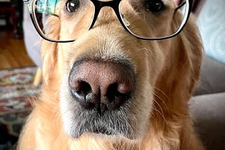 Spaced retriever practice: How to train your golden retriever like a cognitive scientist