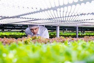 The Future of Urban Farming: The impending food shortages.